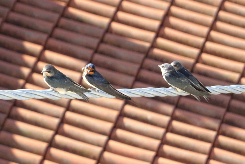 rondini....stessa Famiglia ? s: Hirundo rustica